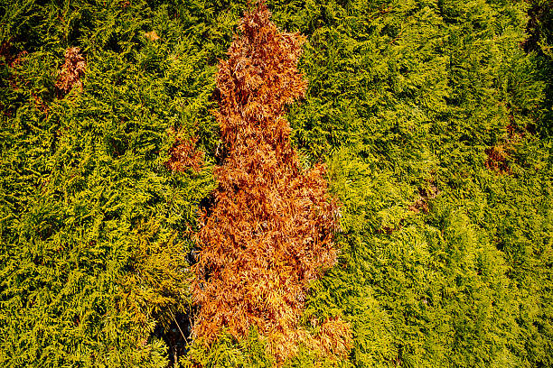 A section of a dense evergreen hedge featuring a central area of dried orange foliage. The natural gradient from green to rust tones captures the effects of seasonal transition and plant aging.