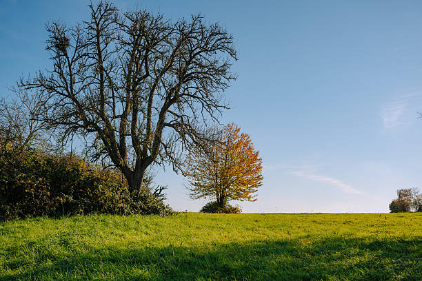 A scenic landscape featuring a bare tree beside a golden-leaved one under clear blue skies. The photo celebrates harmony between color, light, and seasonal transition in a rural meadow.