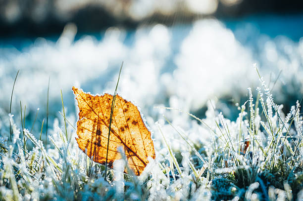 istock Yellow autumn leaf and frozen grass at winter. 2246405604