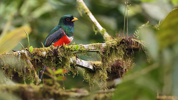 istock Collared trogon (Trogon collaris), bird of Ecuador 2246406127