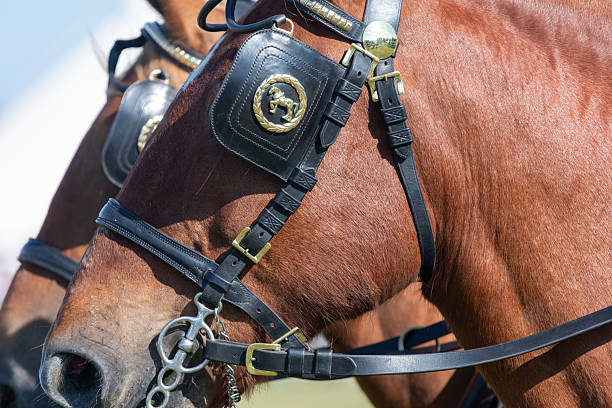 An action-packed moment from a polo match featuring a chestnut horse with a white blaze and socks galloping across a grassy field. The rider leans forward in the saddle, gripping the reins and holding a polo mallet, highlighting the focus, intensity, and teamwork between horse and player.