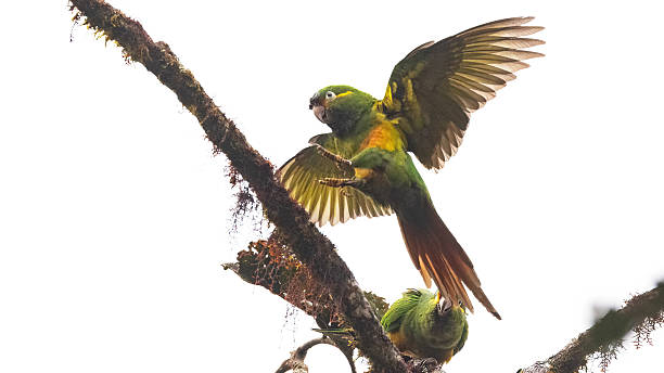 istock Golden-plumed parakeet (Leptosittaca branickii), bird of Ecuador 2246406227