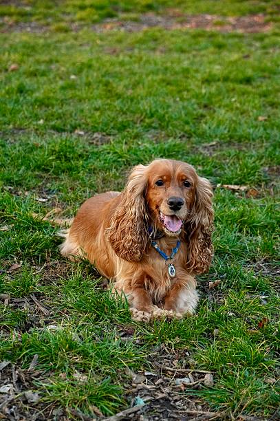 istock Cocker Spaniel dog sitting on the green grass in the park 2246406273