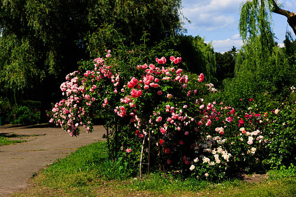In a beautiful park vibrant rose bushes showcase various colors under a bright blue sky. Lush greenery and tall trees frame the scene creating a peaceful atmosphere for visitors to enjoy nature.