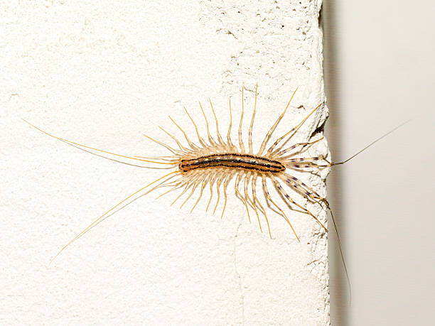 istock House centipede (Scutigera coleoptrata) on an indoor white wall 2246408476