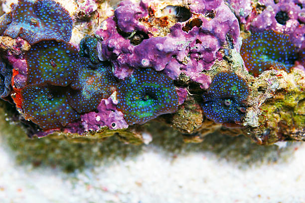 istock Blue Spotted Blue and Green Mottled Mushroom Rock, Actinodiscus spp 2246412700