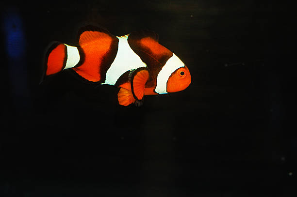 istock Black True Percula Clownfish - Amphiprion percula 2246412721