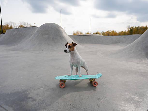 A Jack Russell Terrier rides a penny board at a skate park