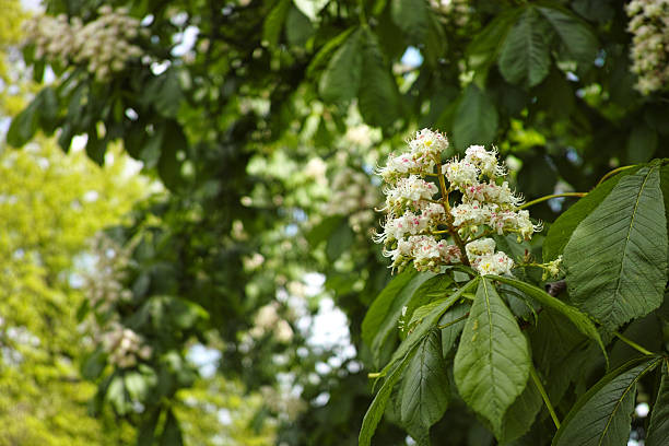 Aesculus hippocastanum, the horse chestnut, is a species of flowering plant in the maple, soapberry and lychee family Sapindaceae. It is a large, deciduous, synoecious tree.