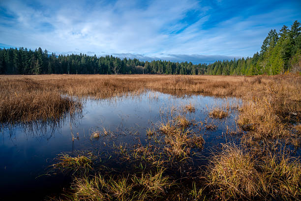 istock Hamilton Marsh public park, Qualicum Beach, Vancouver Island, British Columbia, Canada 2246416280