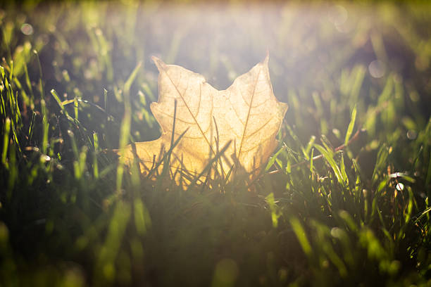 single golden yellow color maple leaf on green grass, fall and autumn