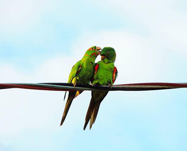 istock Two green parrots showing affection on a wire against a blue sky, symbolizing love, nature, and connection 2246420633