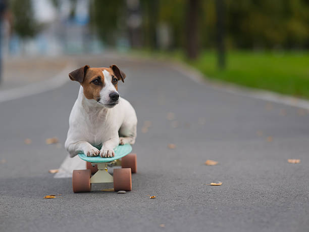 istock A Jack Russell Terrier rides a penny board in an autumn park. 2246422410