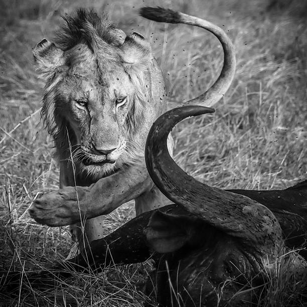 istock Young male lion approaching a dead buffalo in the savannah 2246423657