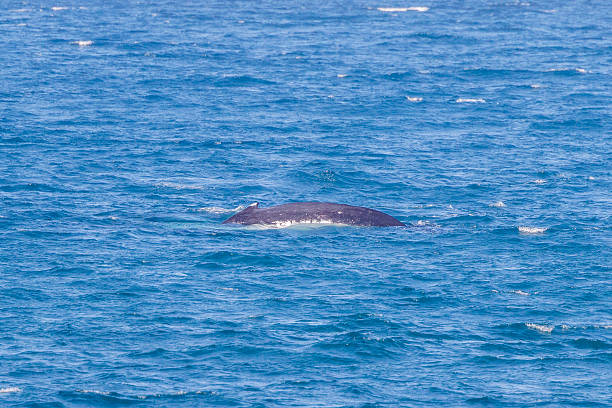 Humpback whale fin visible from the headland off the coast of Fingal Head, northern New South Wales, Australia