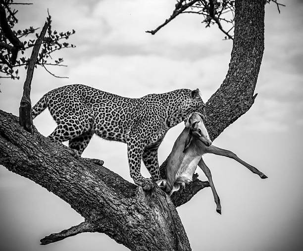 istock Leopard carrying its prey on a tree in the african savanna 2246423828