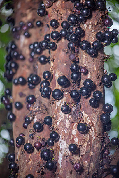 istock Harvest of Purple Berries on Tropical Tree (Jabuticaba) 2246424260