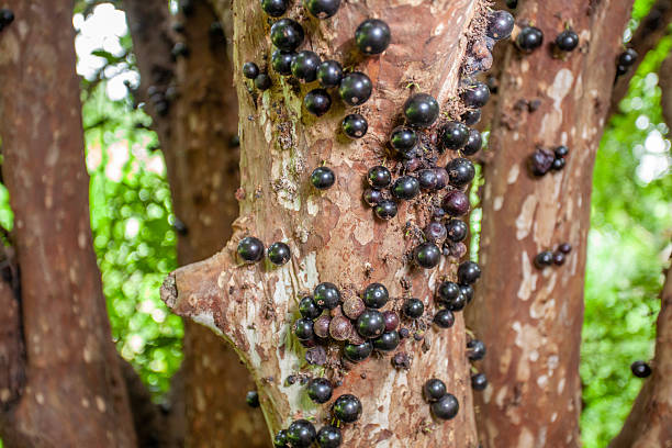 istock Brazilian Exotic Fruit Tree: Jabuticabeira 2246424261