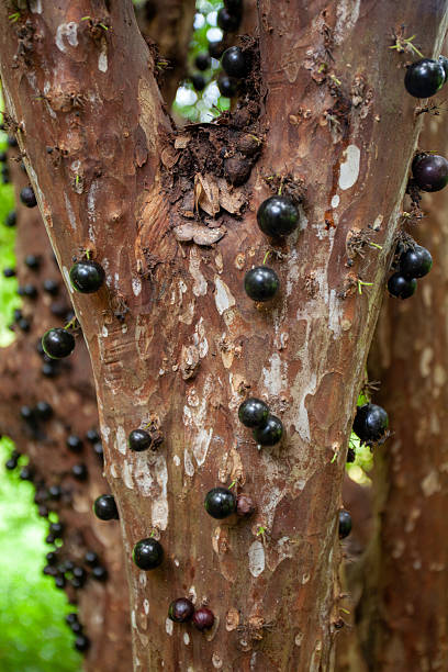 istock Vertical Abundance of Jabuticaba Fruit on the Trunk 2246424262