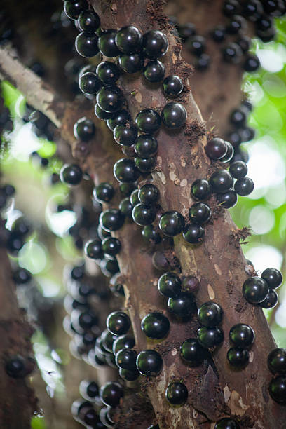 istock Dark Fuchsia in Nature: Jabuticaba Harvest 2246424264
