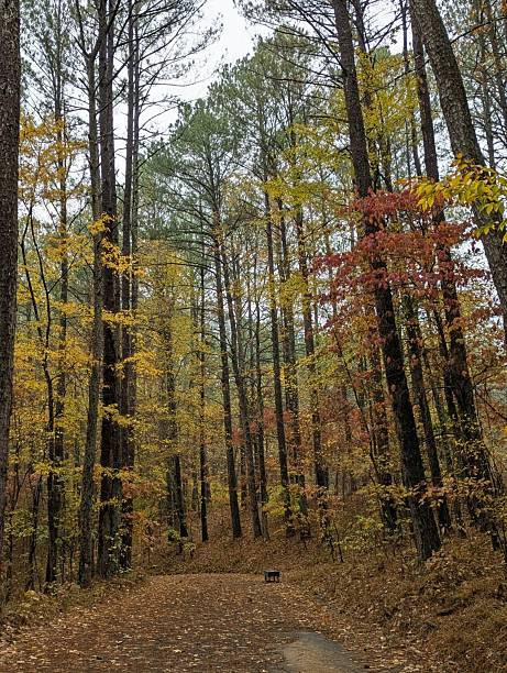 istock Hiking Bowie Nature Park's trails in Autumn 2246426517