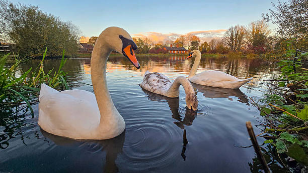 istock Warm Sunset with Swans on a Lake in Warwickshire 2246427424