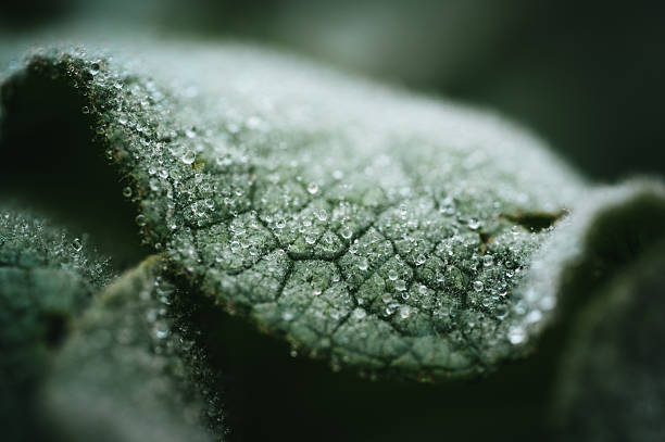 Verbascum thapsus Mullein Plant leaf close up photo