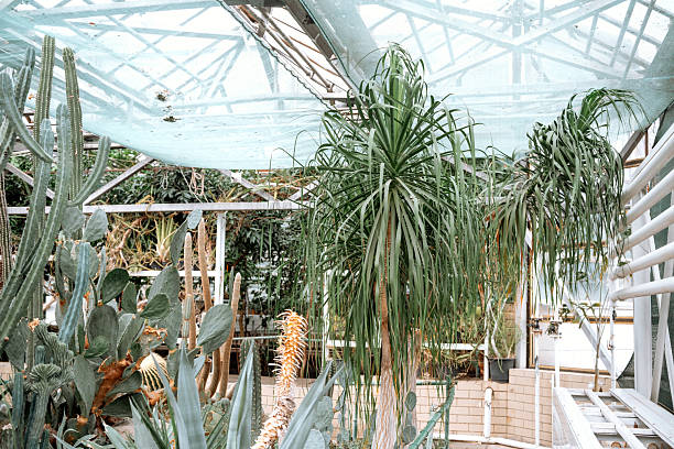 Conservatory or greenhouse with various exotic and tropical plants.