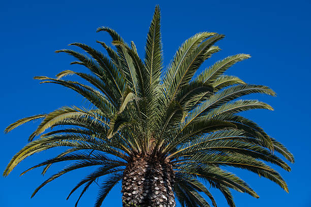 Tropical trees background. Coco palms on blue sky. Exotic summer nature background, green leaves, natural landscape. Palms tropic design