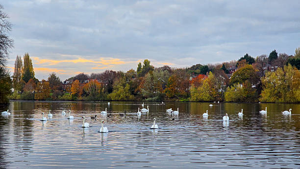 istock Swans and Geese at Sunset, Brookvale Lake 2246430176