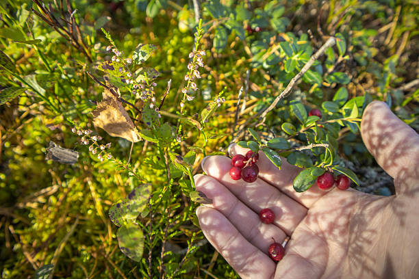 istock Close up hand picking lingonberries on a forest glade 2246430560