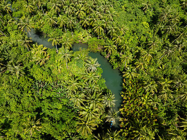 istock Green jungle with curved river and palm trees. Siargao, Philippines. 2246432023