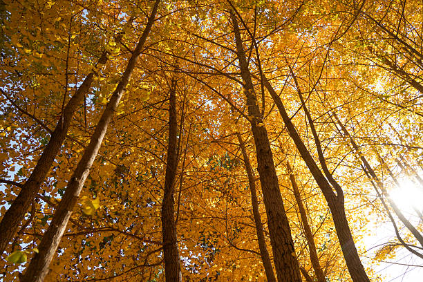 Autumn leaves turning red on the trees