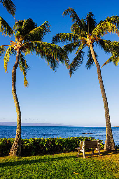 Bench Under Palm Trees With Lanai Island Across Kalohi Channel, Molokai, Hawaii, USA