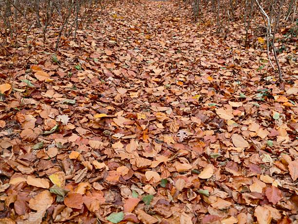 close-up autumn forest floor covered with damp brown leaves, scattered twigs and acorn, soft diffuse light,