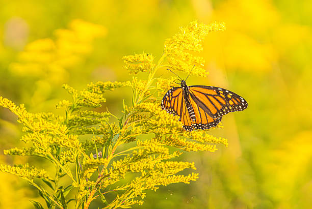 istock Monarch Butterfly On Goldenrod 2246436665