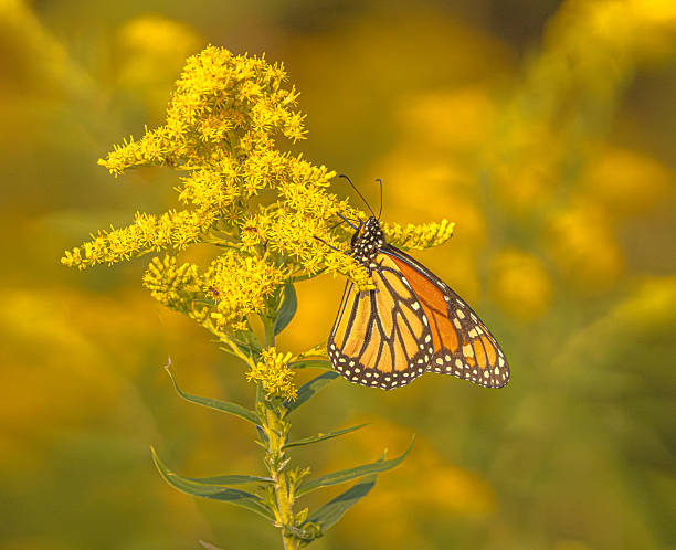 istock Monarch Butterfly On Goldenrod 2246436668