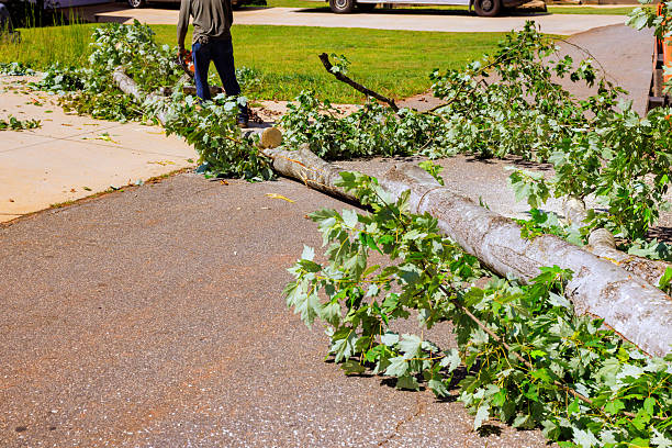 istock Fallen tree branches block path in residential area during after strong storm cleanup 2246436843