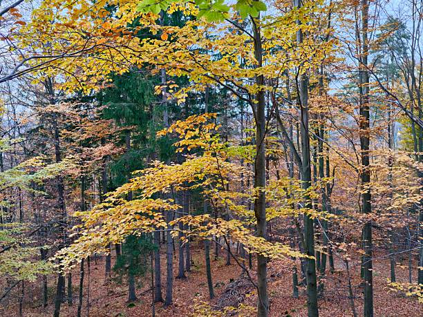 Nice autumn meadows and forests in sunny color fresh day near Jaworki village