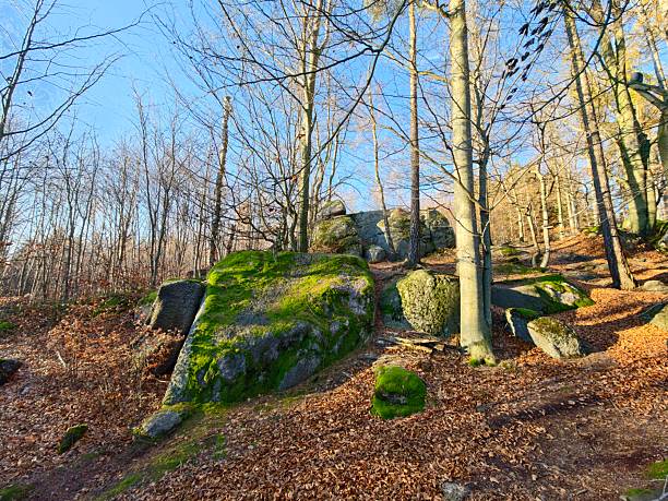 mossy slope beneath birch canopy, dappled sunlight creating soft green highlights, fallen leaves cushioning