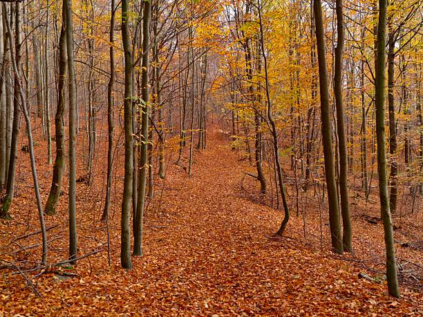 narrow leaf strewn trail through tall thin trees, carpet of orange leaves leads into golden canopy, calm