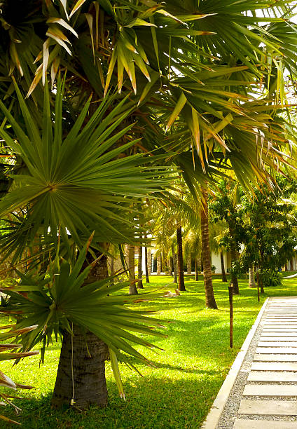 istock Palm trees along hotel terrace walkway. Mediterranean landscaping, tropical greenery, and elegant outdoor ambiance concept. 2246438459