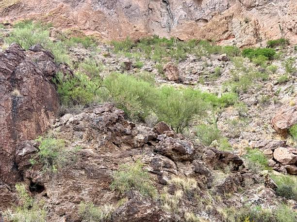 Canyon Lake, Salt River, AZ