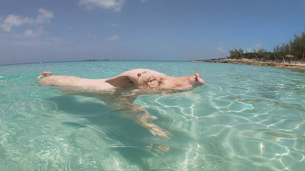 istock White Pig Swimming on Tropical Beach 2246441829