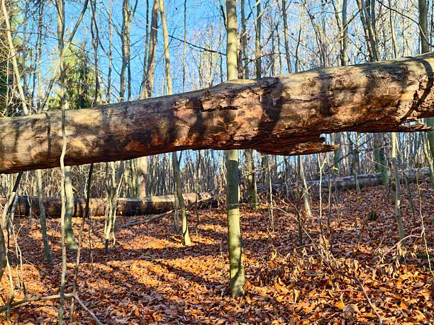 A fallen tree trunk forms a barrier on a nature trail
