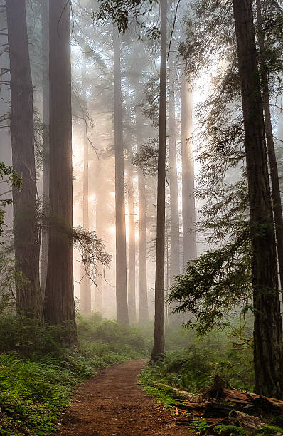 A trail through the redwood trees of northern California. The afternoon sunlight filtered through the trees and the coastal fog.
