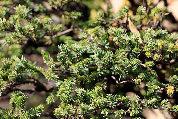 istock Yezo pine grown as a bonsai 2246446125