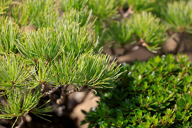 Japanese white pine grown as a bonsai