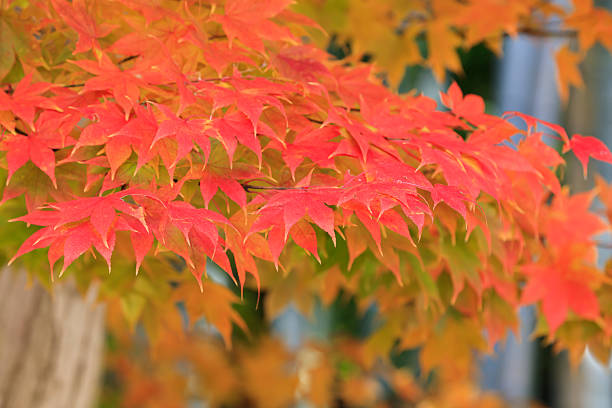 istock Maple leaves beginning to change color 2246446135