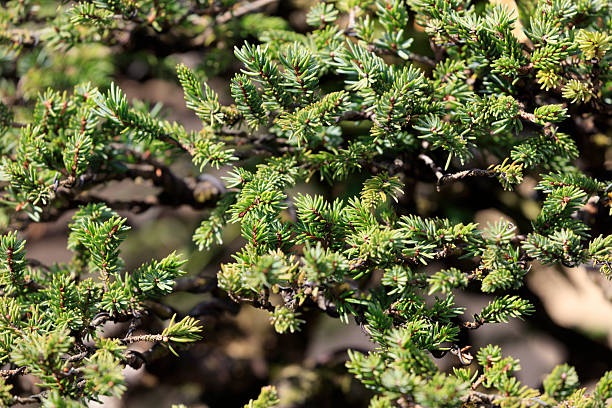 istock Yezo pine grown as a bonsai 2246446291